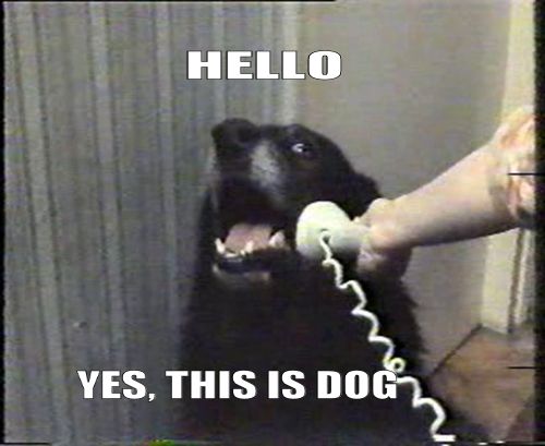 HELLO, THIS IS DOG!